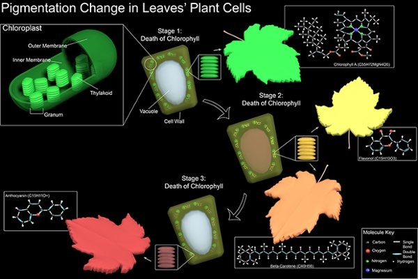 Pigmentation Changes in Leaf Cells by Sophia Monaco, 2019, 3ds Max and Adobe Photoshop