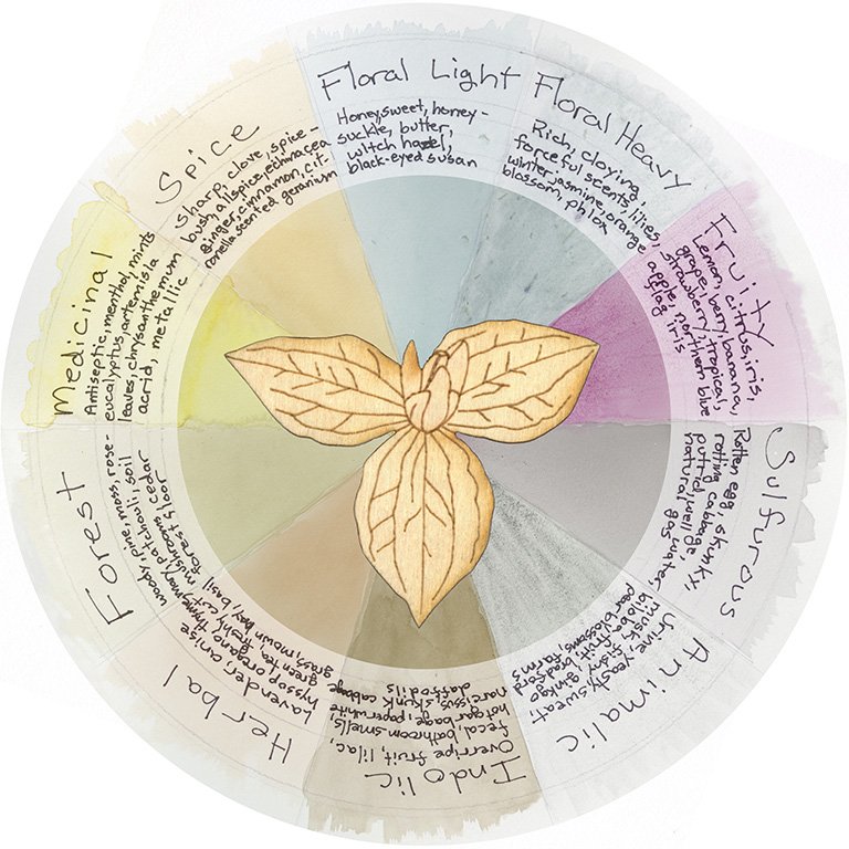 smell wheel with descriptions of different smells
