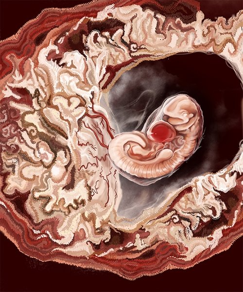 5th Week Fetal Development, by Paxton Allen 2019, Adobe Photoshop