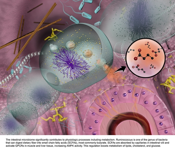 Intestinal Microbiome, by Karlee D. Rogers, 2019; 3ds Max and Adobe Photoshop